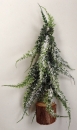 Tannenbaum verschneit